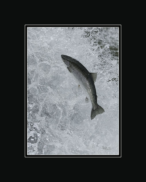 Trout heading up stream to spawn